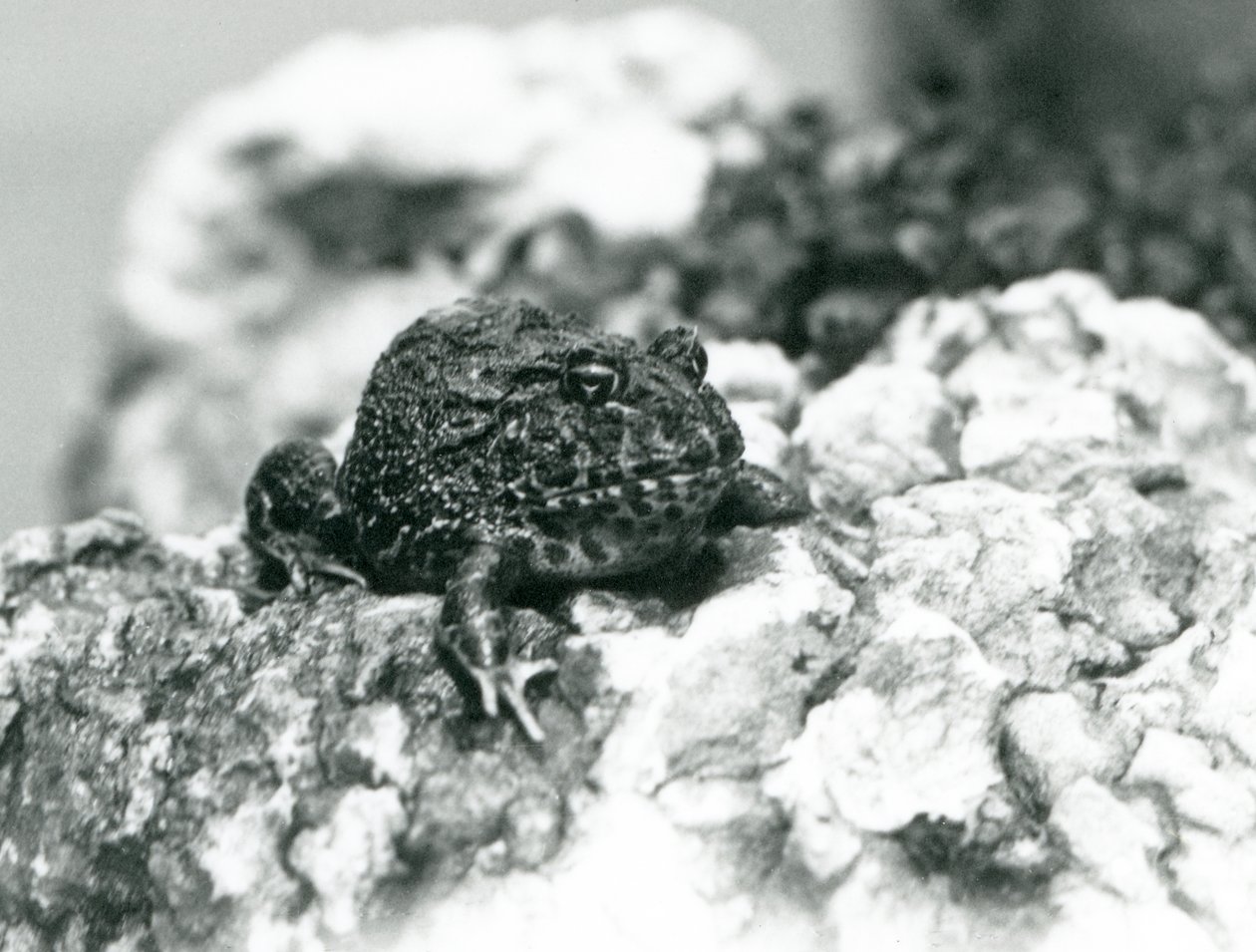 Ein südamerikanischer Hornfrosch sitzt auf einem Felsen und zeigt seine Abwehrhaltung, London Zoo, August 1928 von Frederick William Bond
