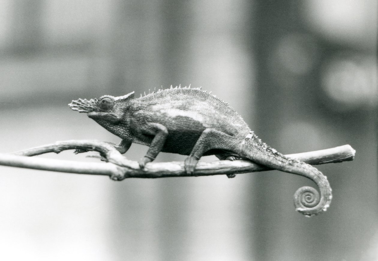 Ein West-Usambara-Zweihorn-Chamäleon, Londoner Zoo, 1927 von Frederick William Bond