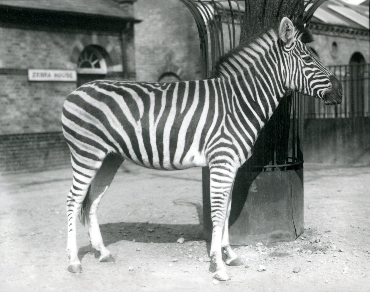 Ein Zebra steht im Gehege vor dem Zebrahaus im Londoner Zoo im Jahr 1925 von Frederick William Bond