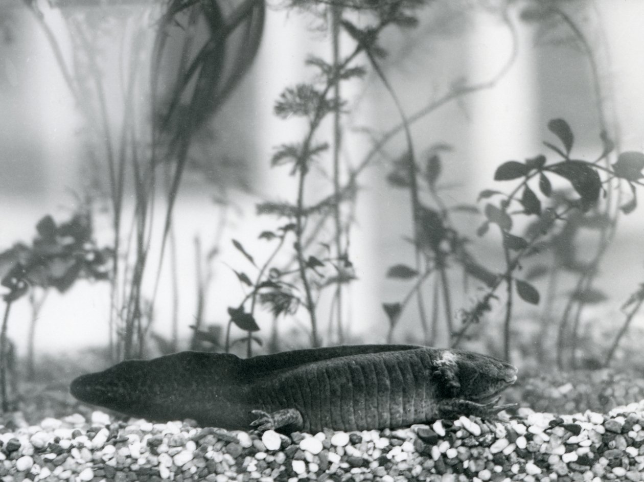 Ein schwarzer Axolotl/Mexikanischer Salamander, der auf Kies auf dem Boden eines Tanks im Londoner Zoo im Jahr 1928 ruht von Frederick William Bond