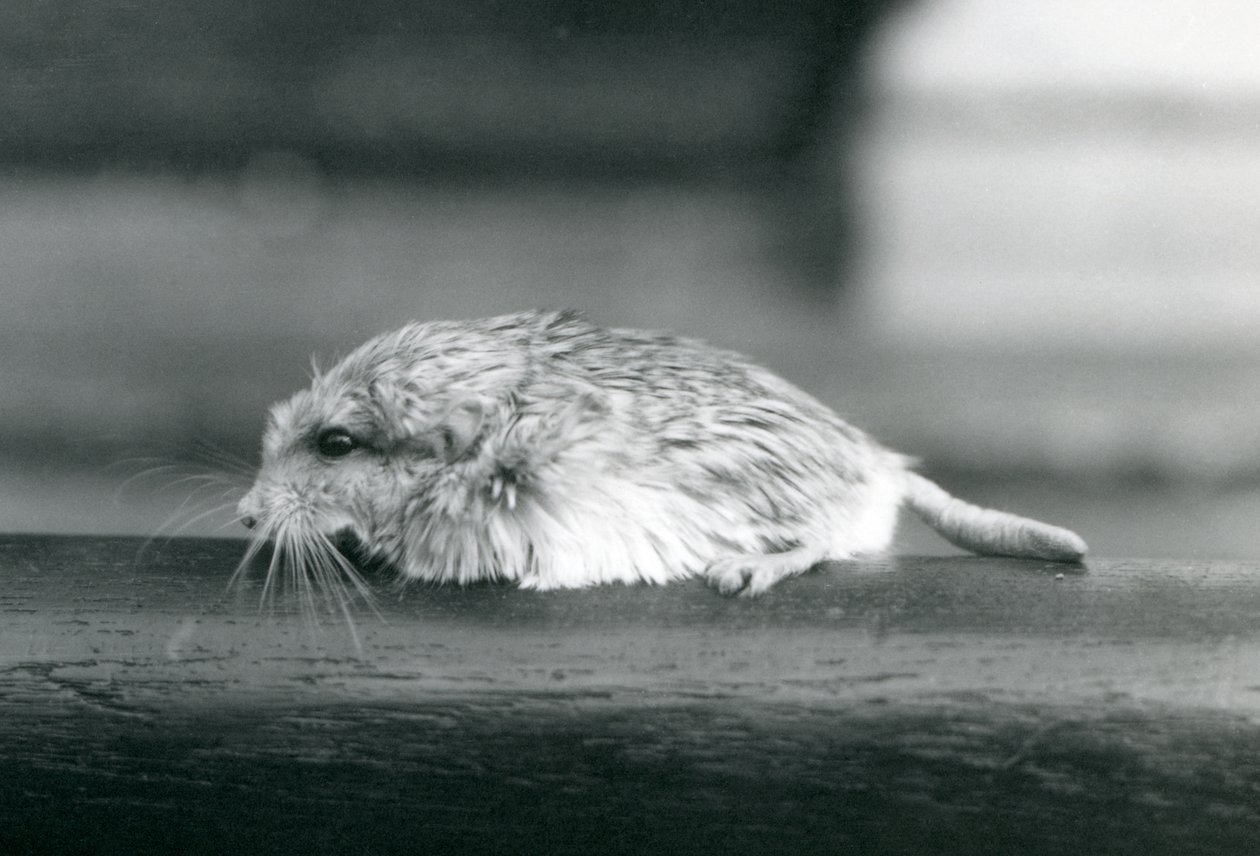 Ein Fettschwanz- / Duprasi-Rennmaus, London Zoo, Juli 1925 (s/w Foto) von Frederick William Bond