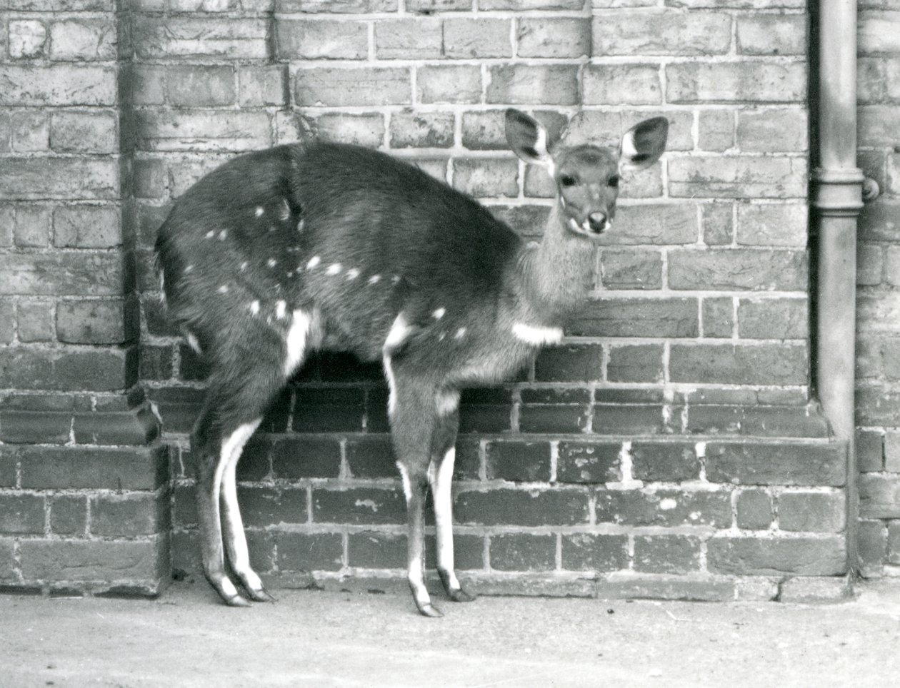 Eine weibliche Kap-Buschbock-Imbabala steht an einer Wand im Londoner Zoo im Oktober 1927 von Frederick William Bond