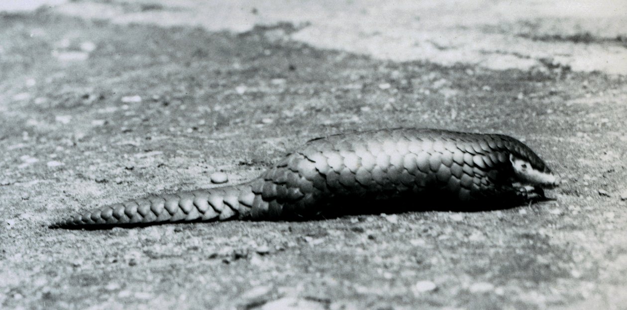 Ein weiblicher chinesischer Pangolin im Londoner Zoo im August 1925 von Frederick William Bond