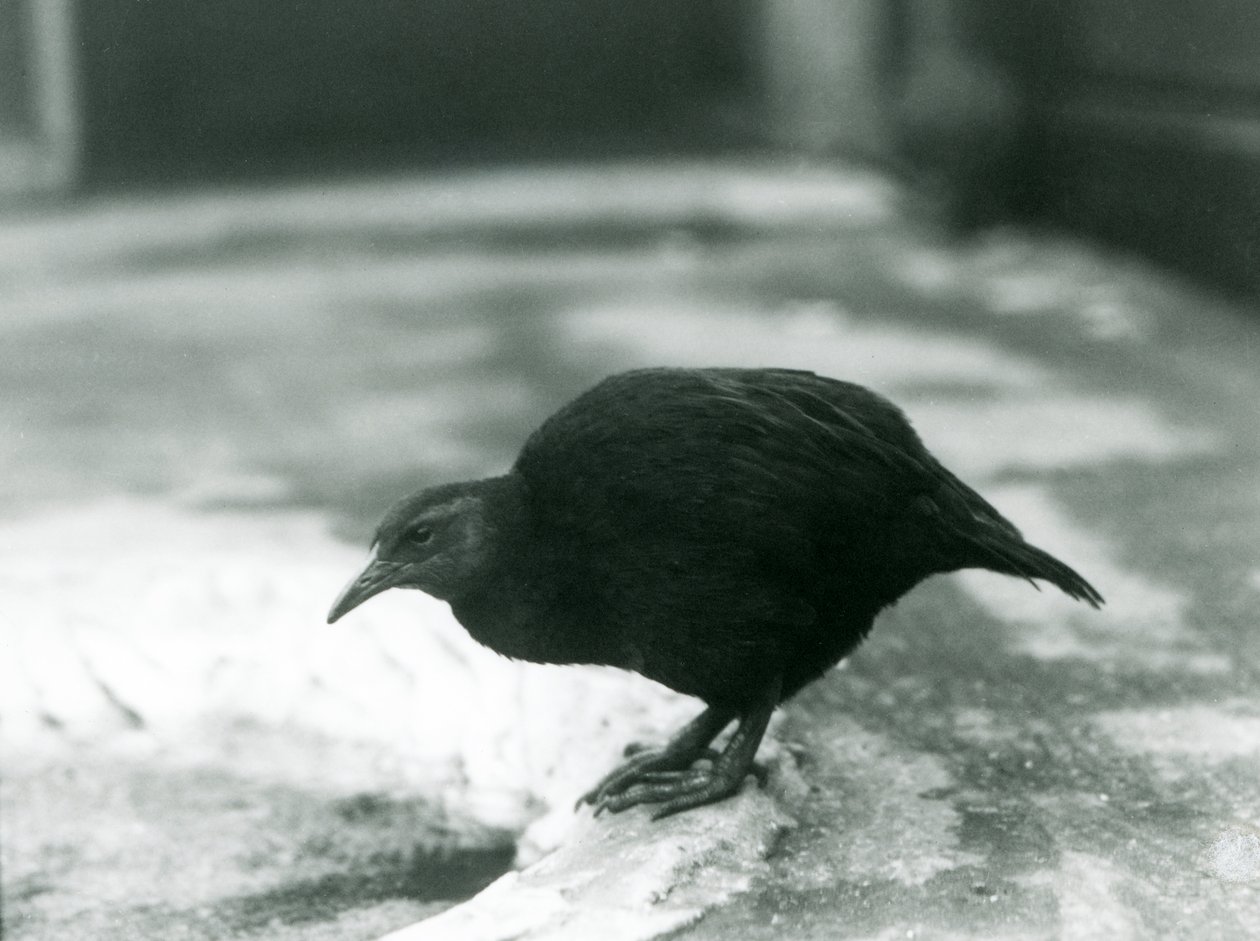 Ein flugunfähiges Weka-Huhn im Londoner Zoo, 1927 von Frederick William Bond