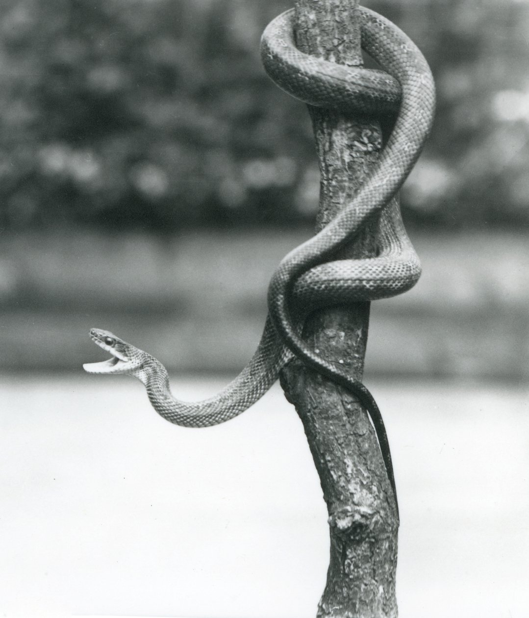 Eine fauchende Texas-Rattenschlange, die sich um einen vertikalen Ast windet, London Zoo, August 1928 (s/w Foto) von Frederick William Bond