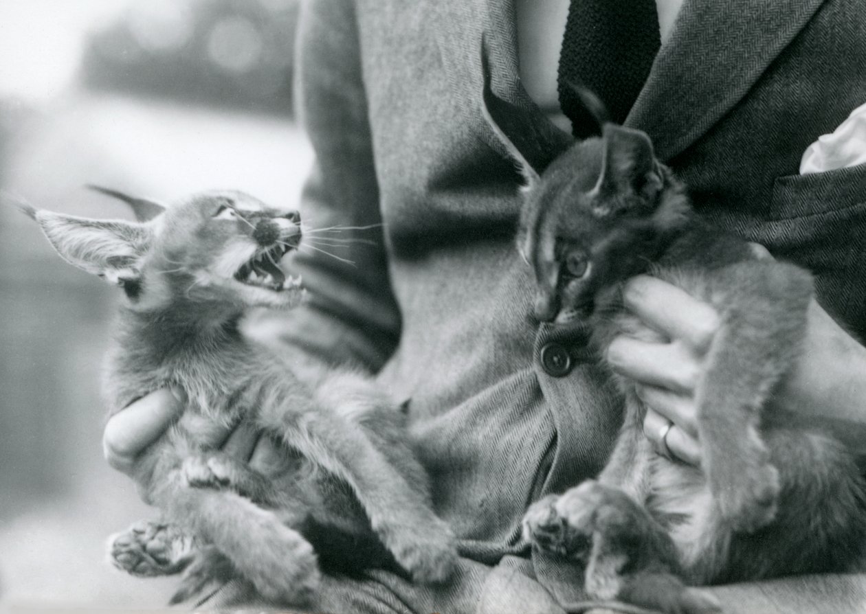 Ein Wärter hält ein Paar Karakal-Kätzchen auf seinem Schoß, Londoner Zoo, 1924 von Frederick William Bond