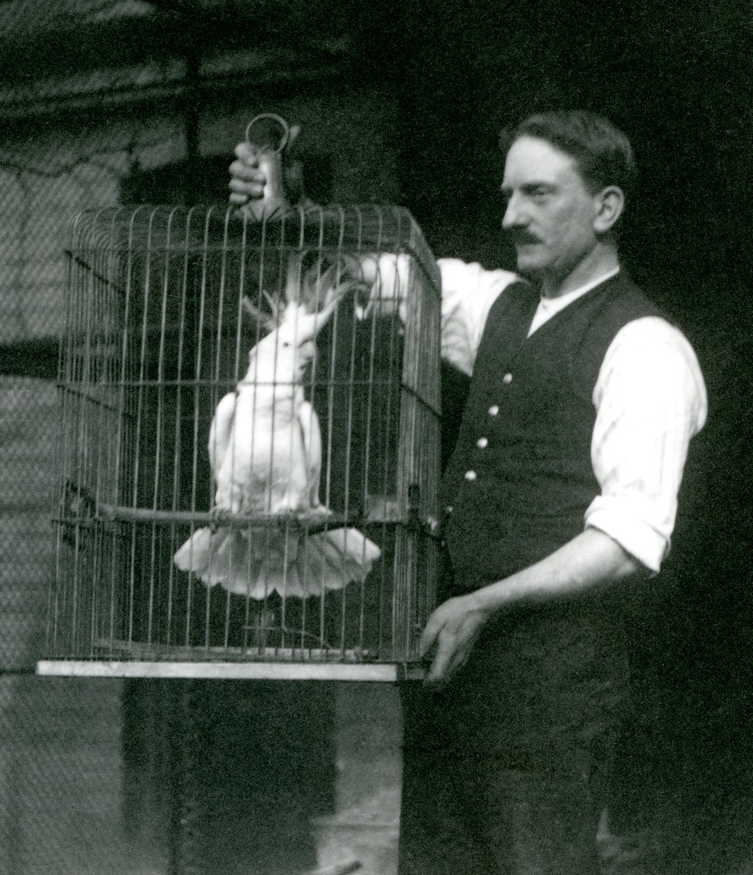 Ein Wärter hält einen Gelbhaubenkakadu, Jade, in seinem Käfig im Londoner Zoo im Oktober 1924 von Frederick William Bond