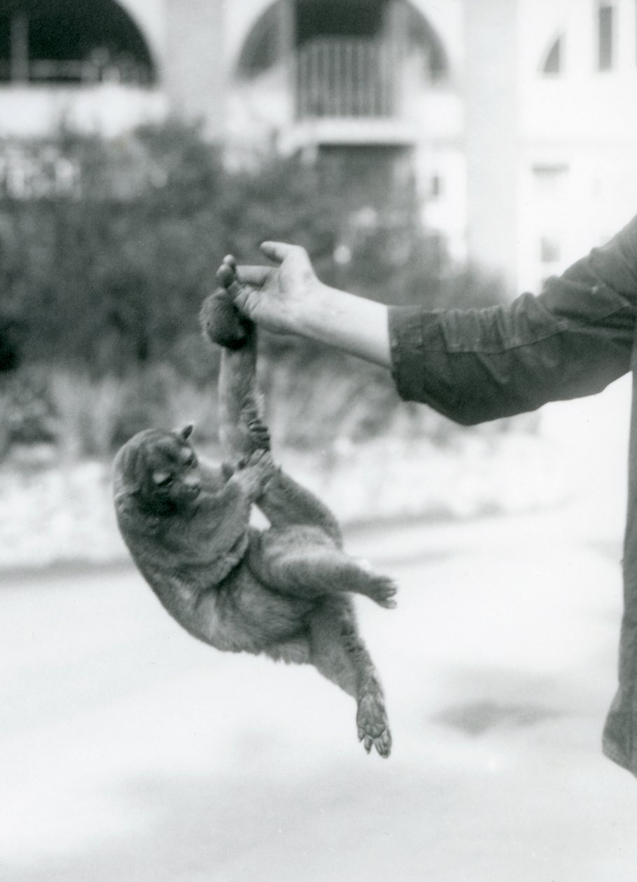 Ein Kinkajou, der an seinem Greifschwanz vom Finger eines Pflegers hängt, Londoner Zoo, September 1925 von Frederick William Bond