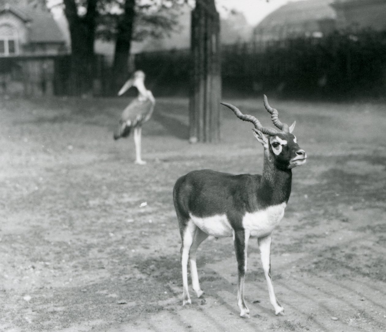 Ein männlicher Schwarzbock oder Indische Antilope im Londoner Zoo, Oktober 1926 von Frederick William Bond