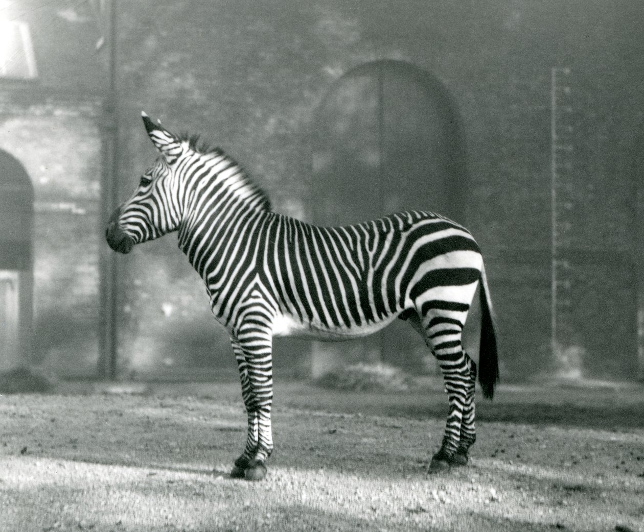 Ein männliches Bergzebra x Hartmanns Bergzebra steht in seinem Gehege im Londoner Zoo, September 1927 von Frederick William Bond
