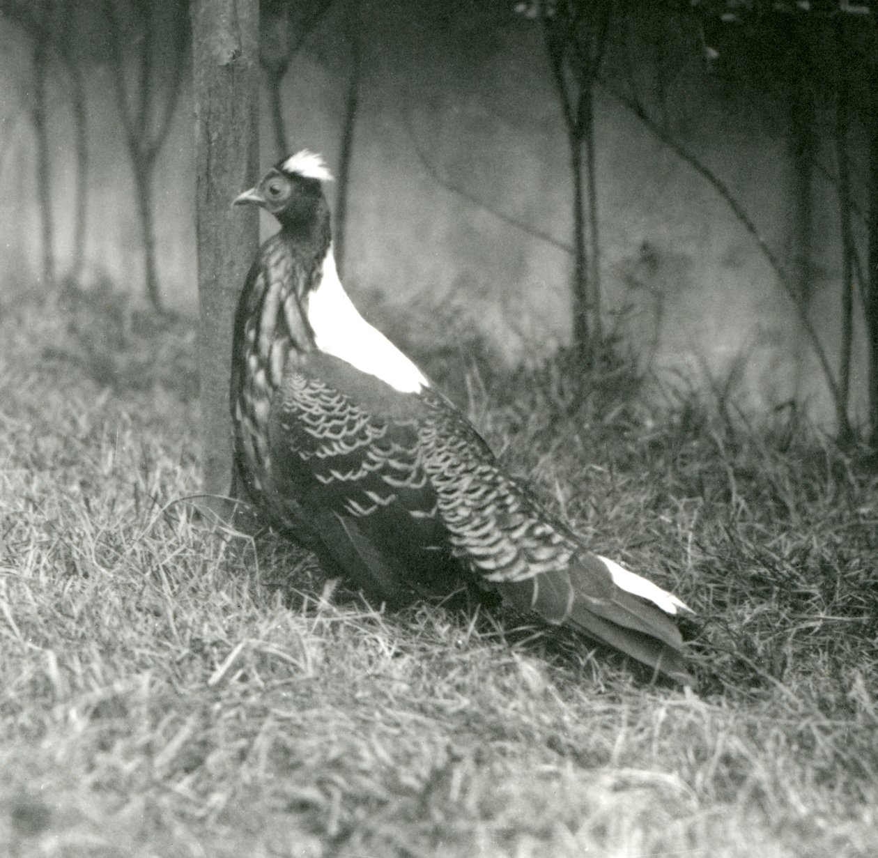 Ein männlicher Swinhoe-Fasan im Londoner Zoo, September 1923 von Frederick William Bond