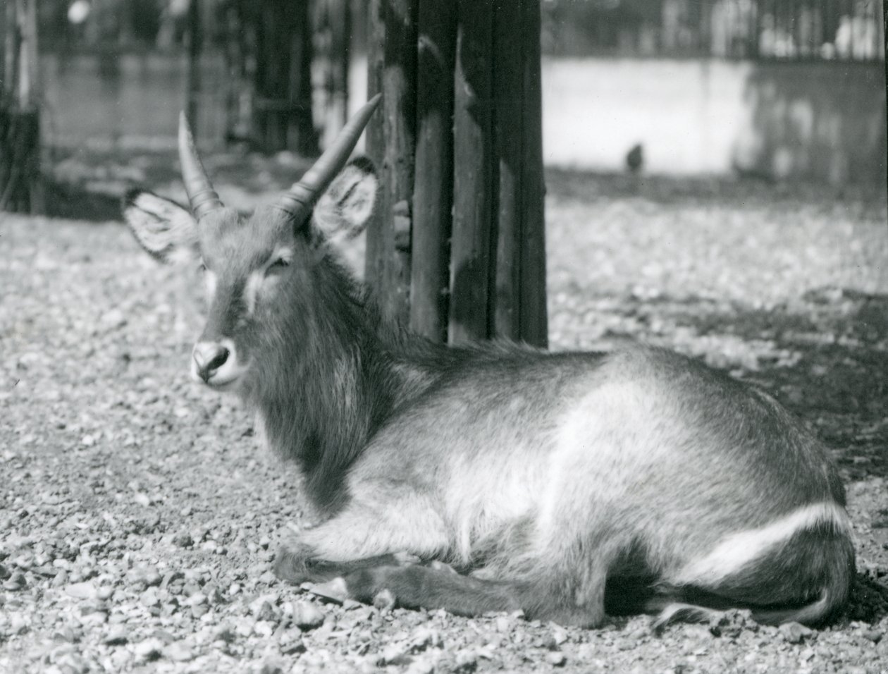Ein männlicher Wasserbock, Kobus ellipsiprymnus, sitzt in seinem Gehege im London Zoo, 1920er Jahre von Frederick William Bond