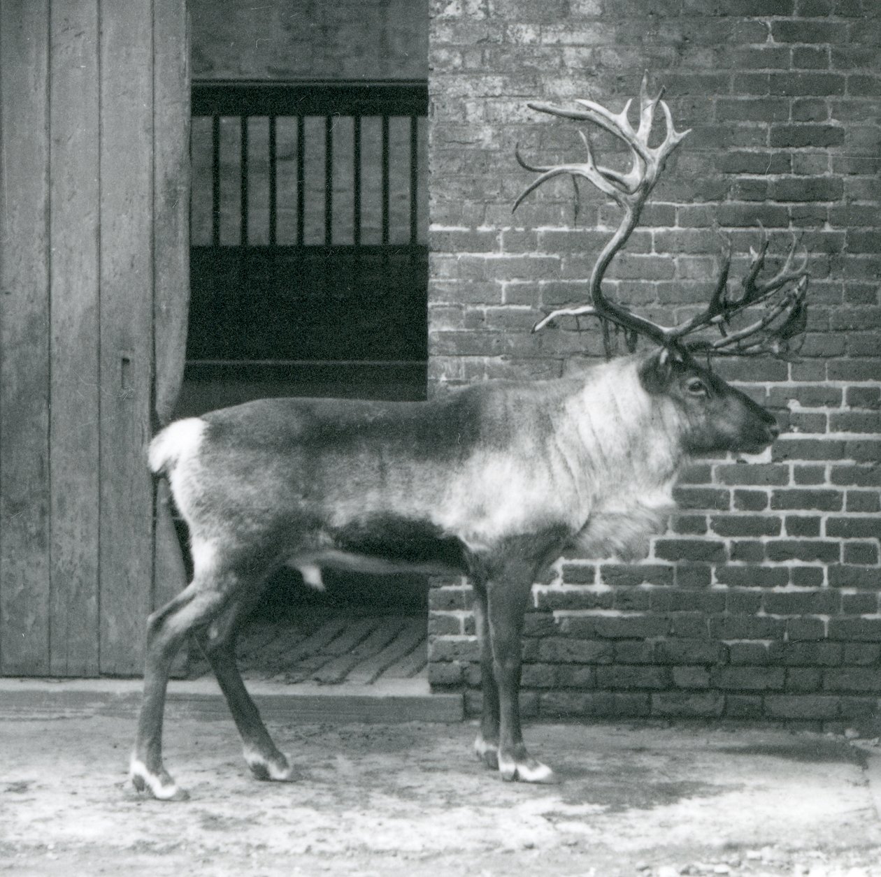 Ein ausgewachsener Rentierhirsch steht in seinem Gehege im Londoner Zoo im Jahr 1925 von Frederick William Bond