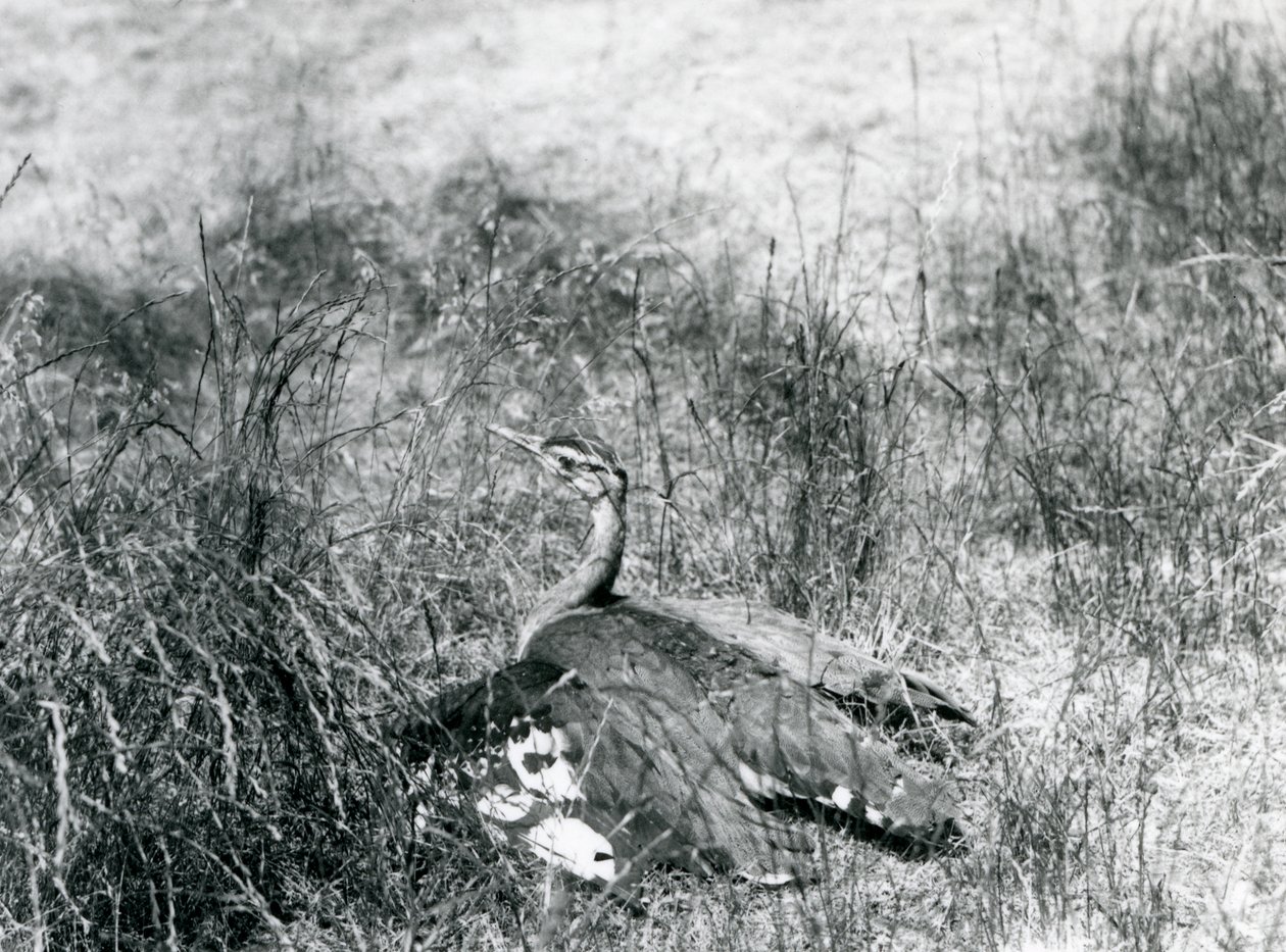 Eine fast bedrohte Arabische Trappe, die ihre Flügel ausbreitet, nahe am Boden, in einem Grasbüschel, Londoner Zoo, Juli 1925 von Frederick William Bond