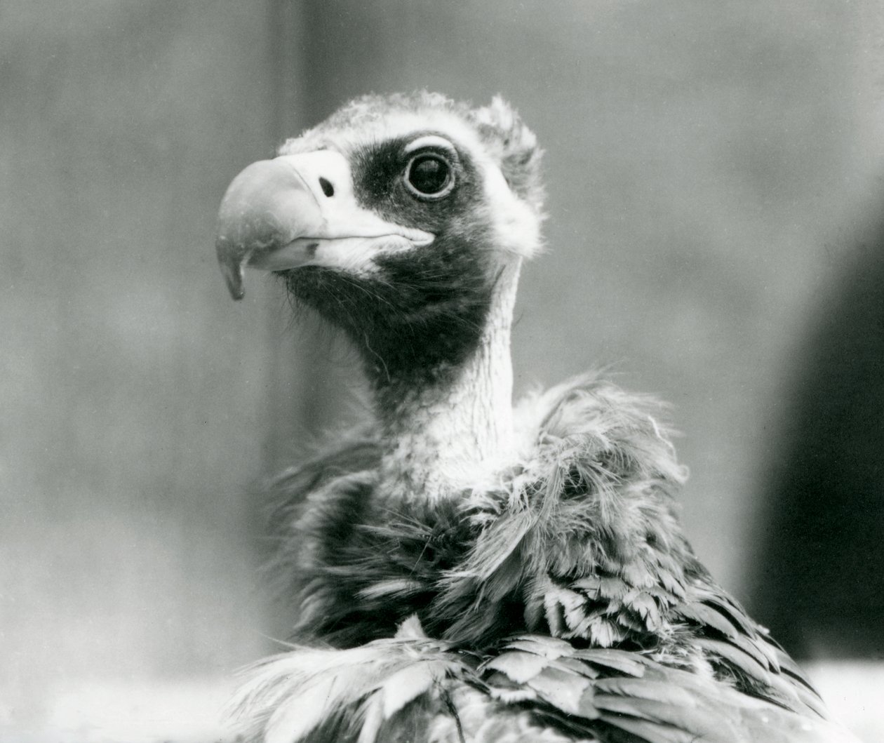 Ein fast bedrohter Eurasischer Mönchsgeier im Londoner Zoo, Juli 1926 von Frederick William Bond