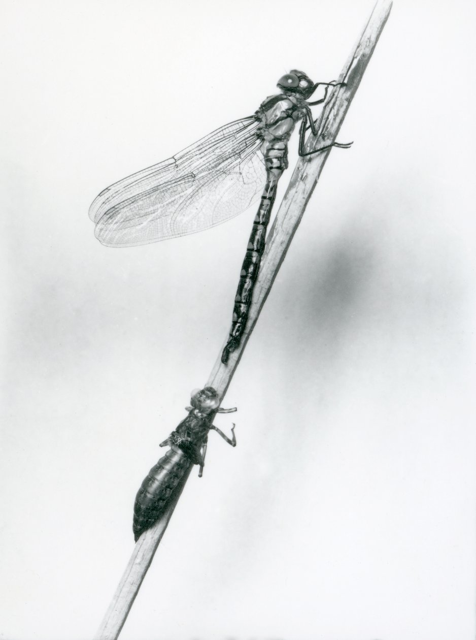 Eine neu geschlüpfte Goldringlibelle ruht auf einem Schilfrohr über ihrer leeren Larvenhülle, London Zoo, 1925 von Frederick William Bond
