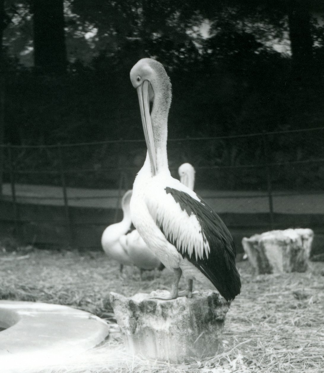 Ein Pelikan, der auf einem Baumstumpf steht und seinen Hals putzt, Londoner Zoo, September 1925 von Frederick William Bond
