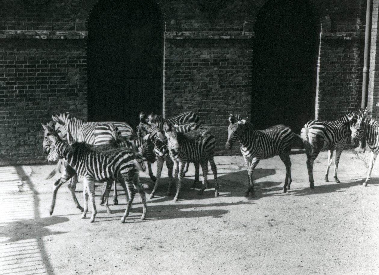 Eine kleine Herde von Chapmans Zebras im Londoner Zoo im Jahr 1924 von Frederick William Bond