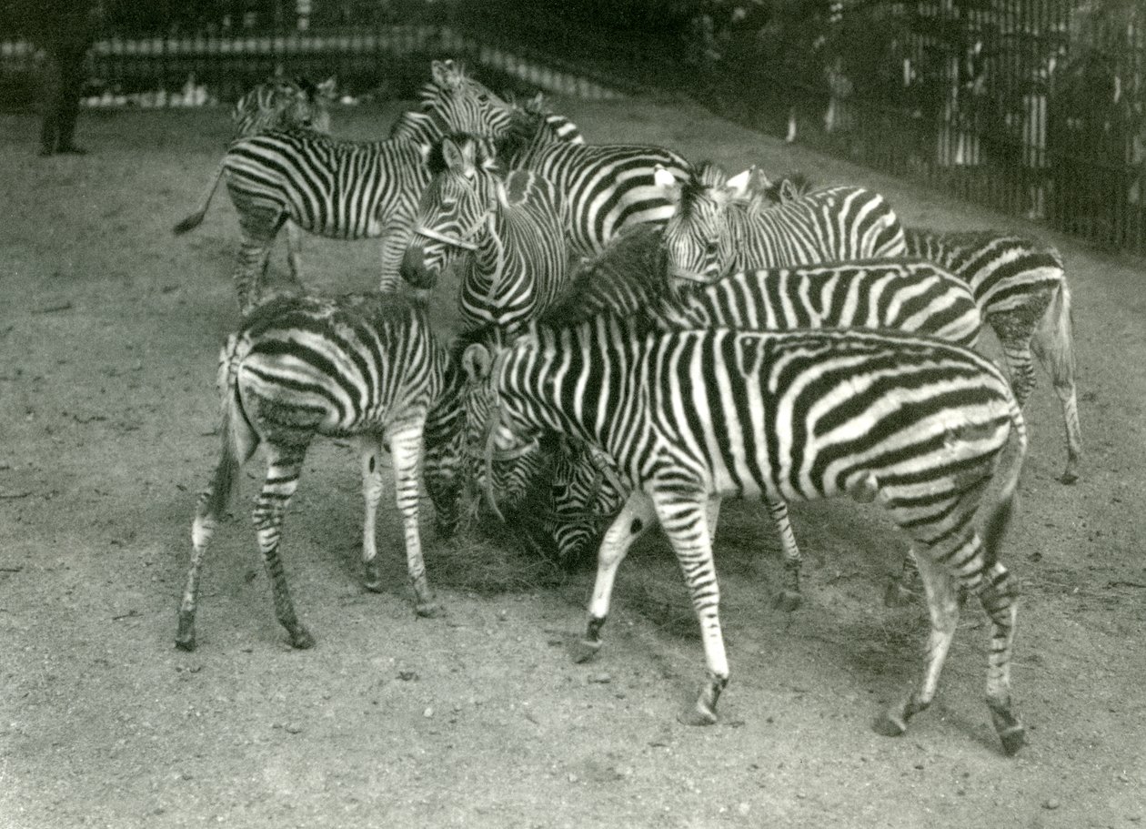 Eine kleine Herde von Chapmans Zebras, einschließlich Jungtiere, London Zoo, 1923 von Frederick William Bond