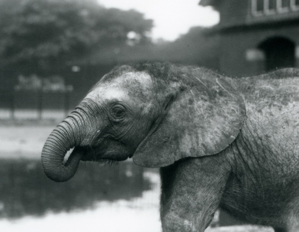 Ein junger afrikanischer Elefant mit dem Ende seines Rüssels im Mund, Londoner Zoo, August 1925 von Frederick William Bond