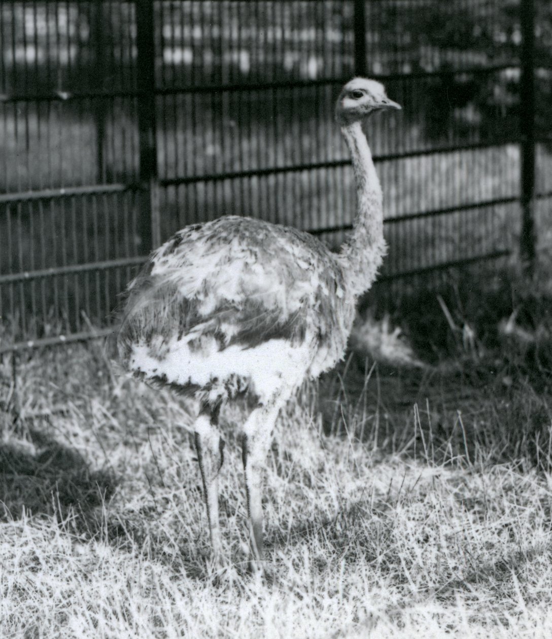 Ein junger Darwin-Strauß, der auf Gras steht, neben dem Zaun seines Geheges, Londoner Zoo von Frederick William Bond