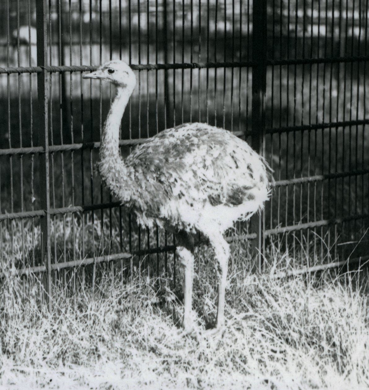 Ein junger Darwin-/Kleiner Nandu steht auf Gras, neben dem Zaun seines Geheges, Londoner Zoo von Frederick William Bond