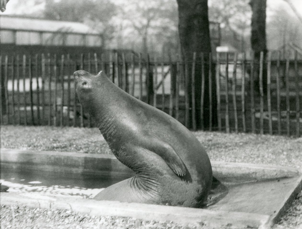 Ein junger Elefantenrobbe, der sich rückwärts streckt, London Zoo von Frederick William Bond