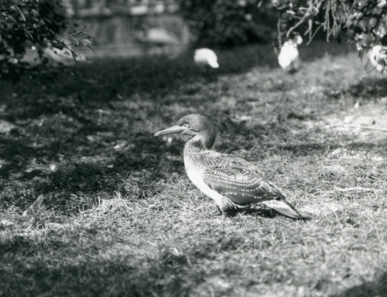 Ein junger Basstölpel steht auf Gras im Londoner Zoo, September 1927 von Frederick William Bond