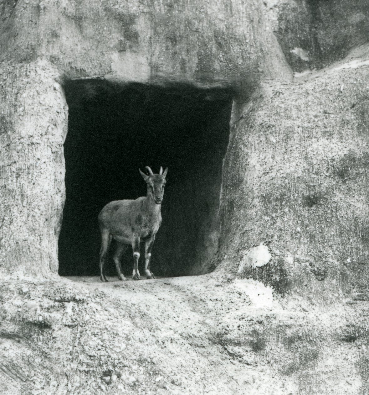 Ein junger Griechischer Steinbock, der im Eingang einer Höhle in den künstlichen Felsen der Mappin-Terrassen steht, Londoner Zoo, August 1927 von Frederick William Bond