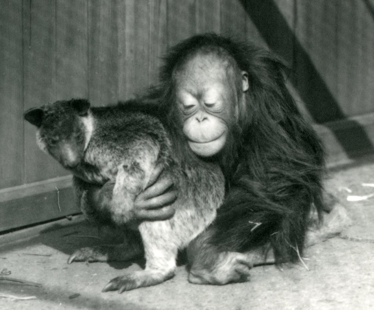 Ein junger Orang-Utan umarmt ein Baumkänguru im Londoner Zoo im Jahr 1927 von Frederick William Bond