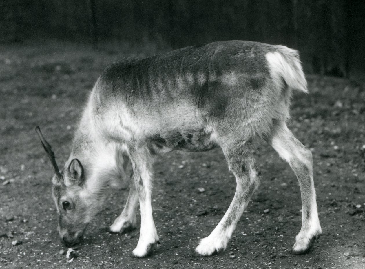 Ein junges Rentier im Londoner Zoo, 1925 von Frederick William Bond