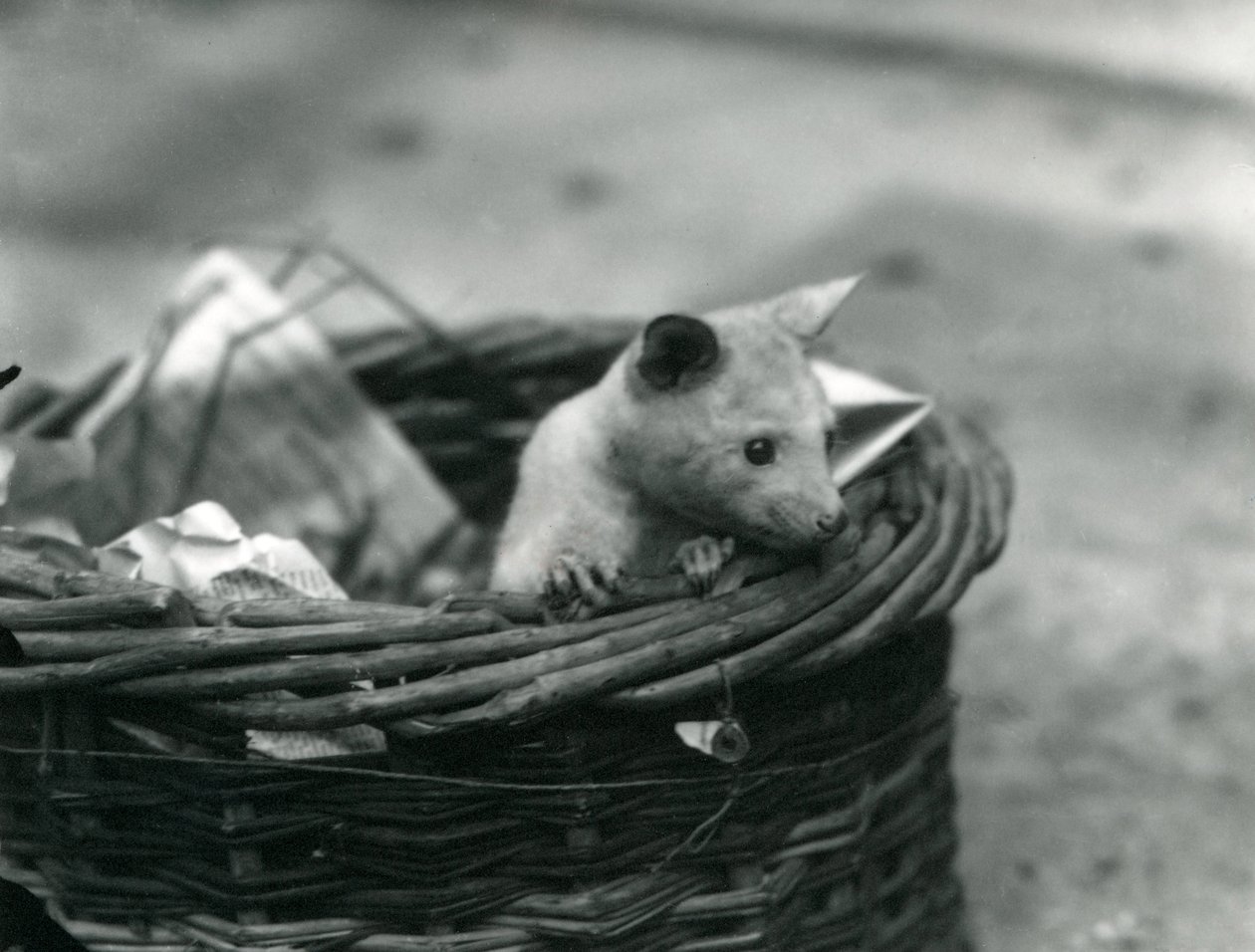 Ein junger Albino-Opossum schaut aus einem Korb im Londoner Zoo, Oktober 1920 von Frederick William Bond