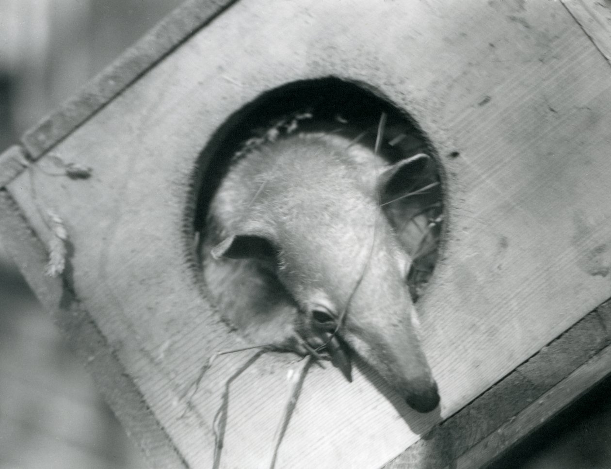 Ein junger Tamandua, der aus seiner Nistbox schaut, Londoner Zoo, April 1925 von Frederick William Bond