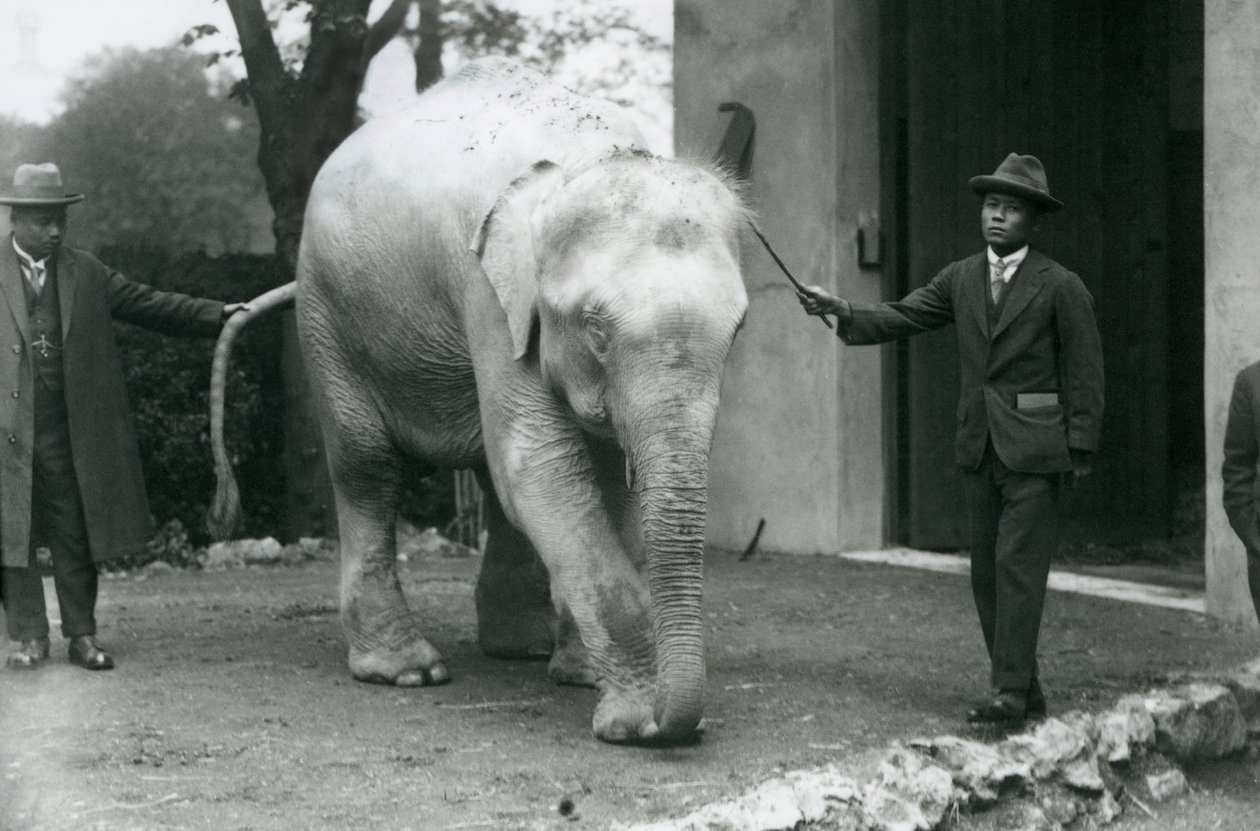 Albino-Weißer Burmesischer Elefant Pawah mit Begleitern einschließlich Dr. Saw Po Min, Londoner Zoo, Mai 1926 von Frederick William Bond