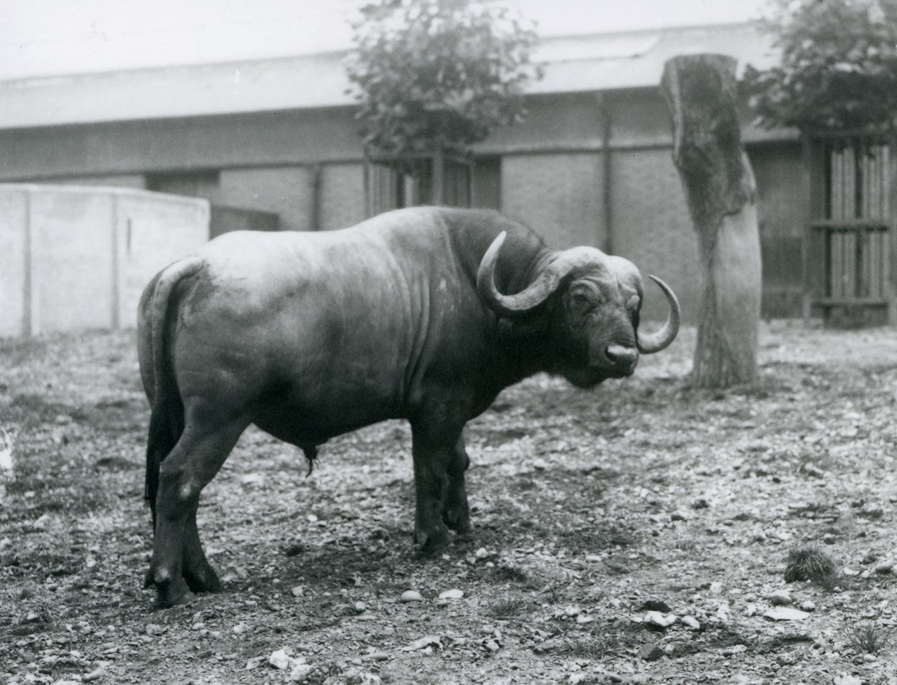 Ein Afrikanischer Büffel im Londoner Zoo, 1927 von Frederick William Bond