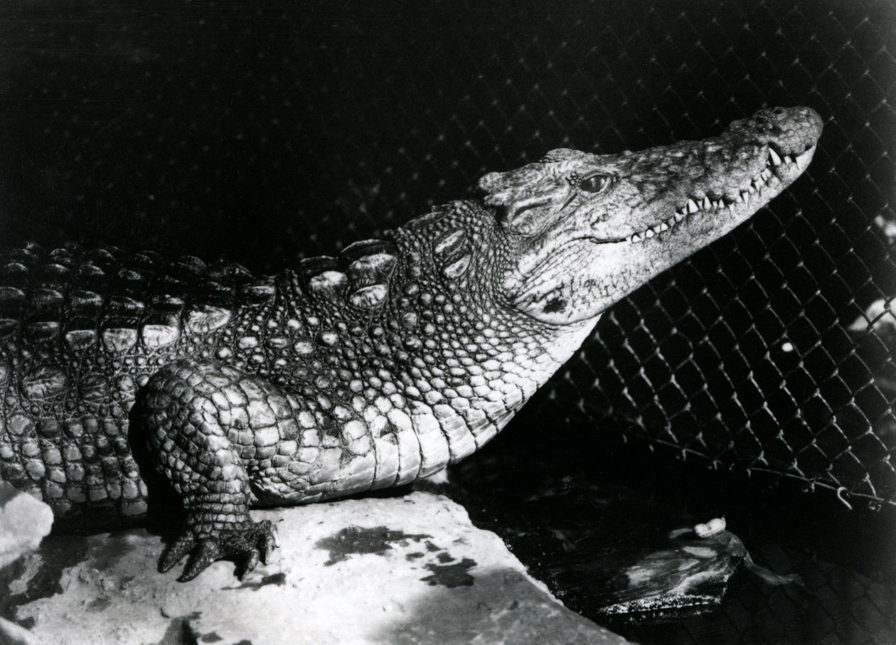 Ein Amerikanischer Alligator im Londoner Zoo im September 1924 von Frederick William Bond