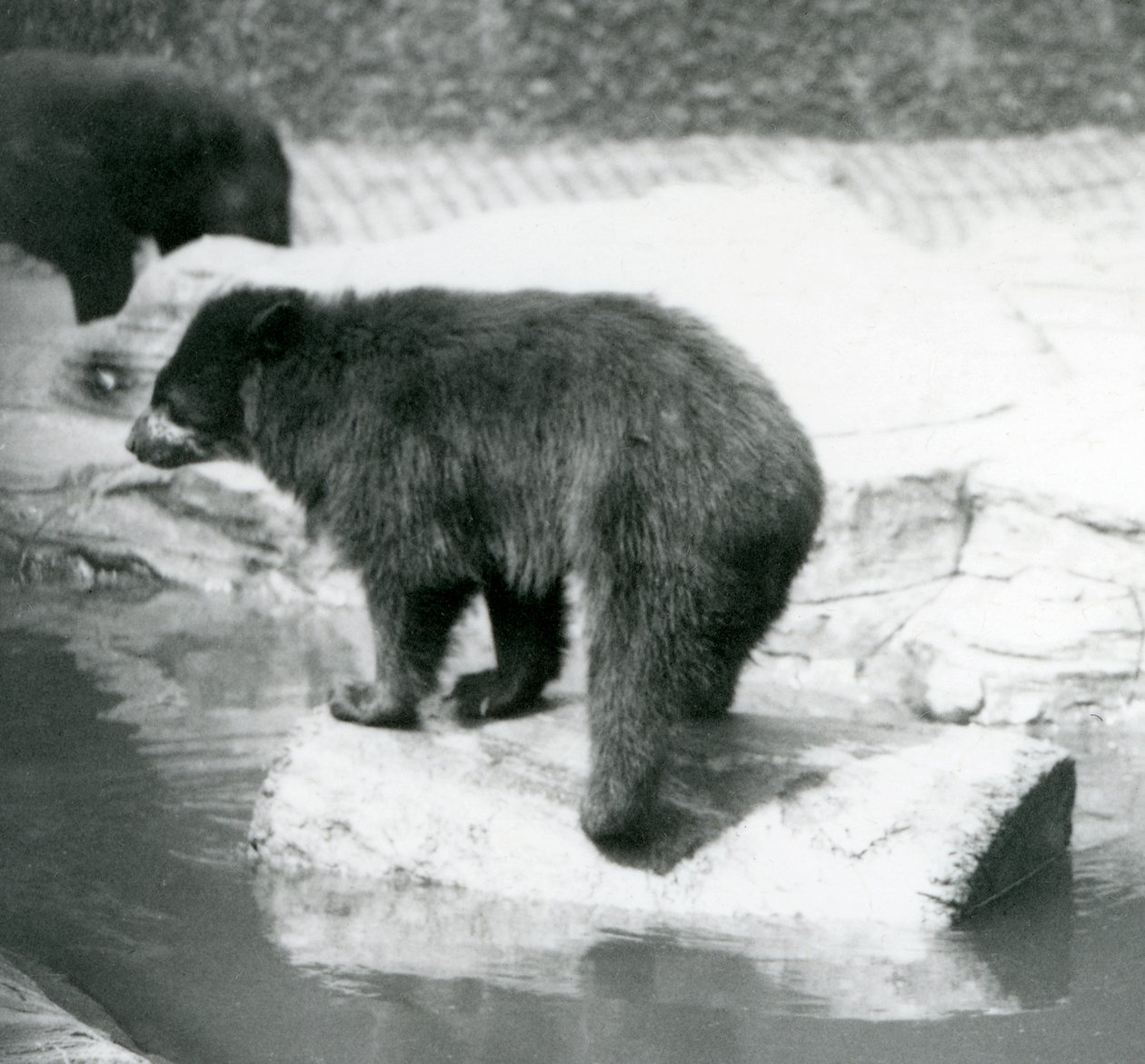 Ein Anden-Brillenbär balanciert auf einem Baumstamm in einem Wasserbecken, Londoner Zoo, Juni 1925 von Frederick William Bond