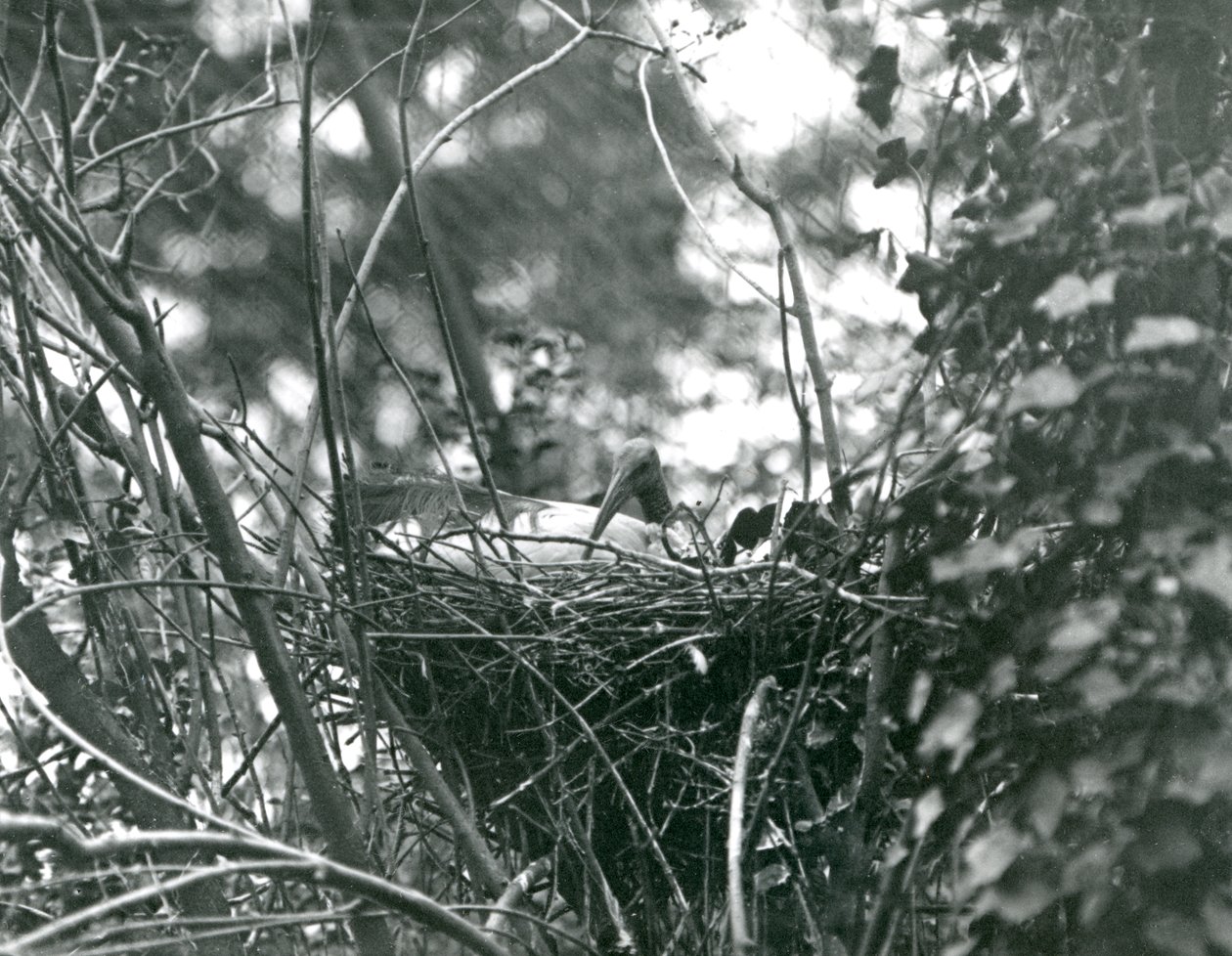 Ein Ibis sitzt auf seinem Nest im Londoner Zoo, 1924 von Frederick William Bond