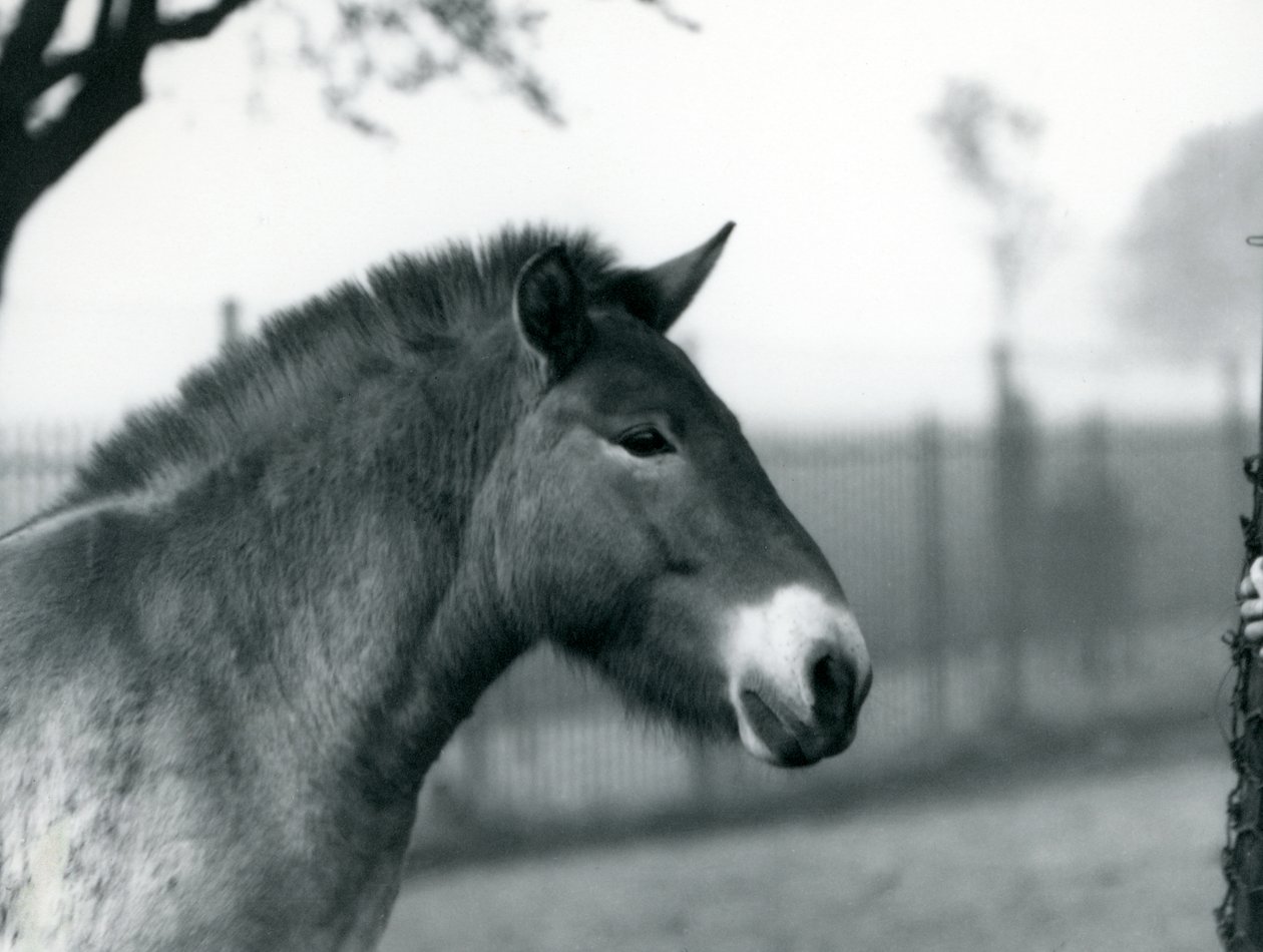 Ein gefährdetes Przewalski-Wildpferd steht in seinem Gehege im Londoner Zoo, Oktober 1927 von Frederick William Bond
