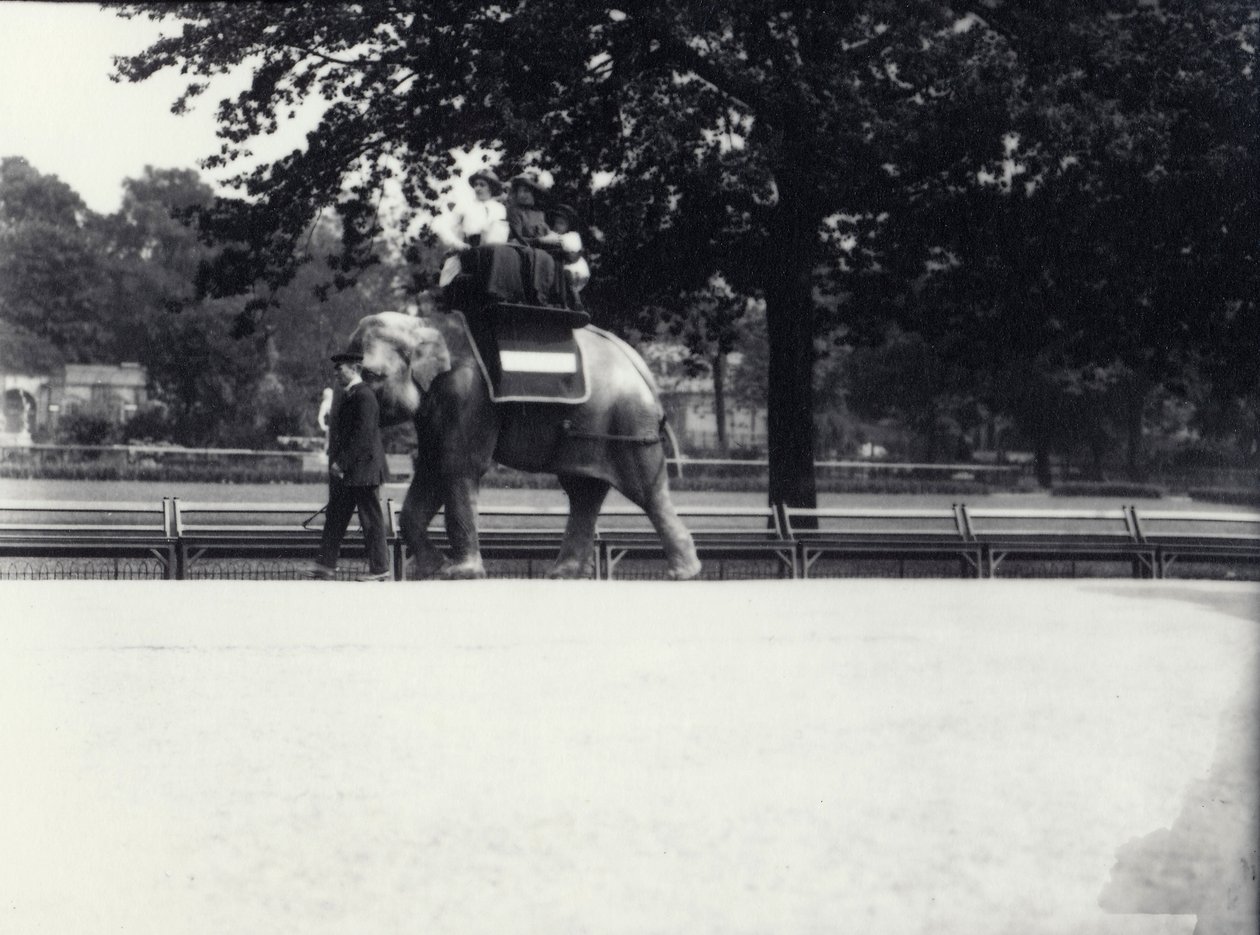 Asiatischer Elefant 