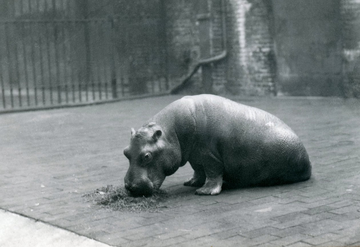 Baby Nilpferd 