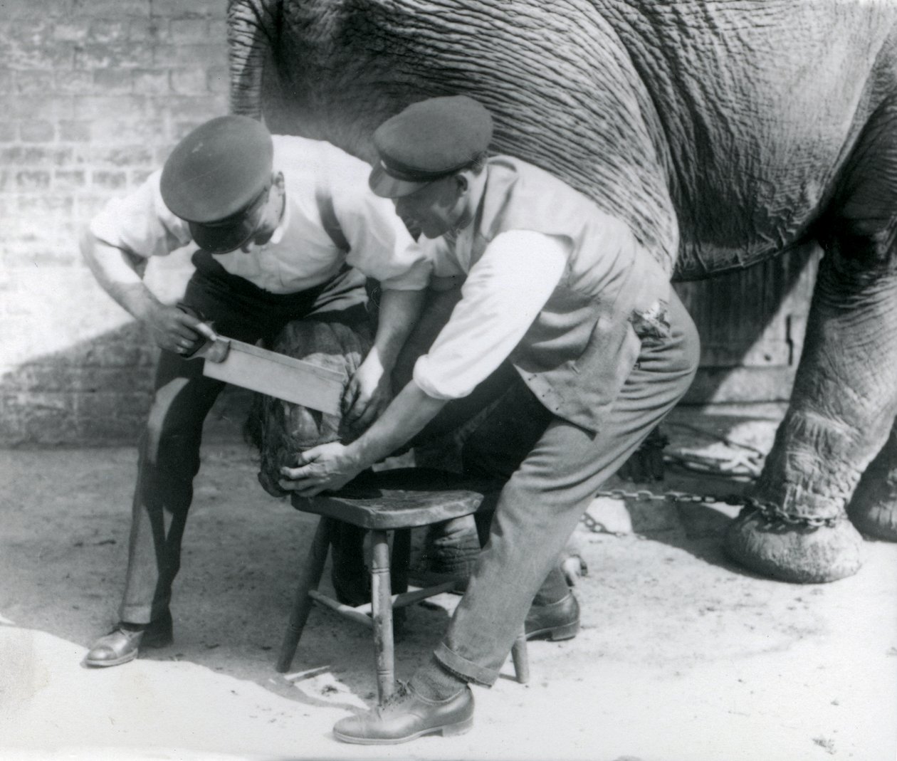 Weiblicher Asiatischer Elefant Sundermalah lässt sich von ihren Wärtern die Füße trimmen, Londoner Zoo, August 1926 von Frederick William Bond