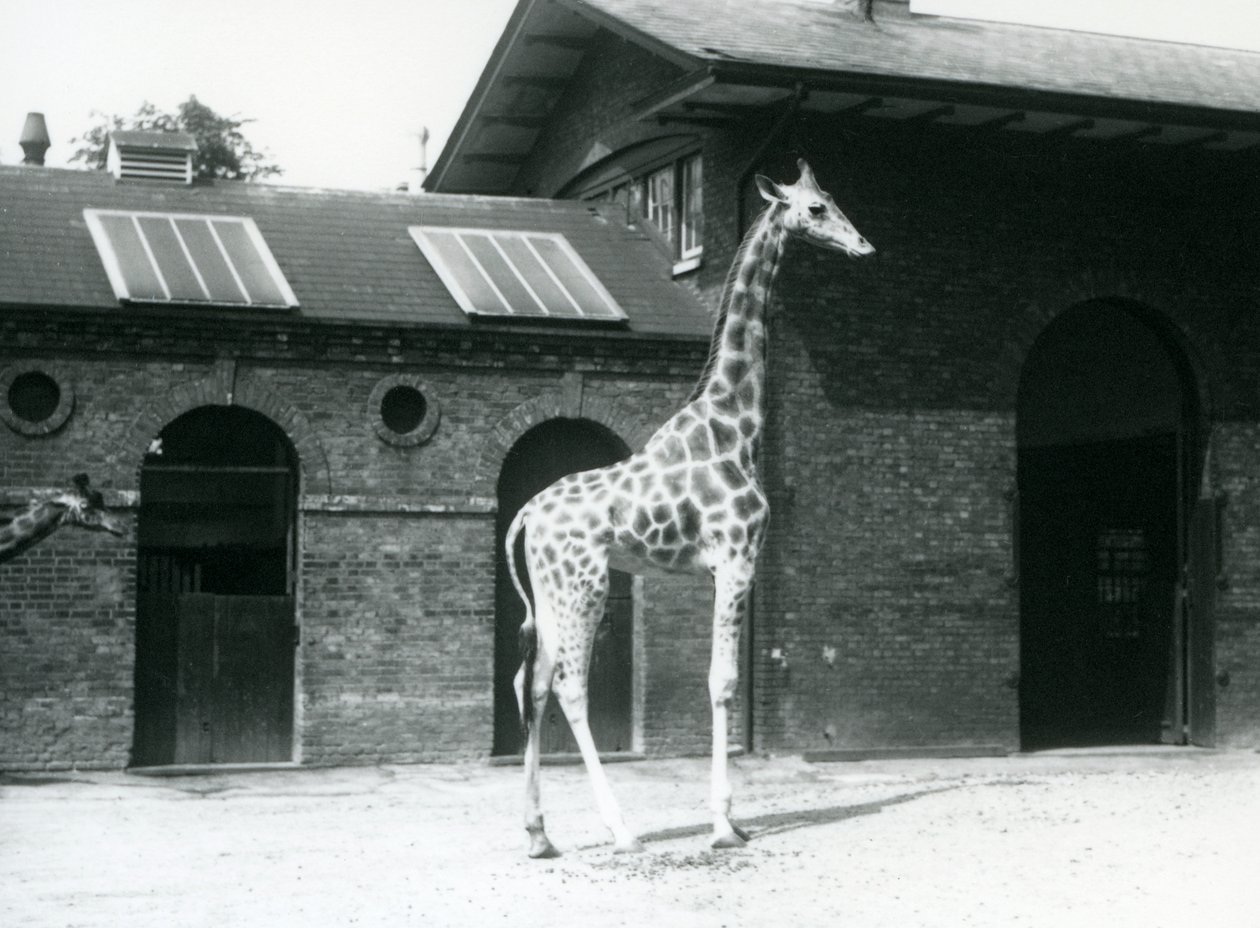 Weibliche Giraffe, Maud, steht im Paddock vor dem Giraffenhaus, Londoner Zoo, Juli 1925 von Frederick William Bond