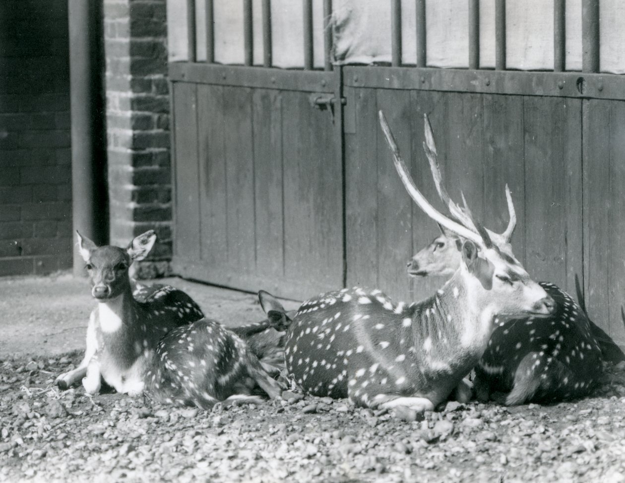 Vier Axishirsche, darunter ein Bock mit Geweih, im London Zoo im Jahr 1924 von Frederick William Bond