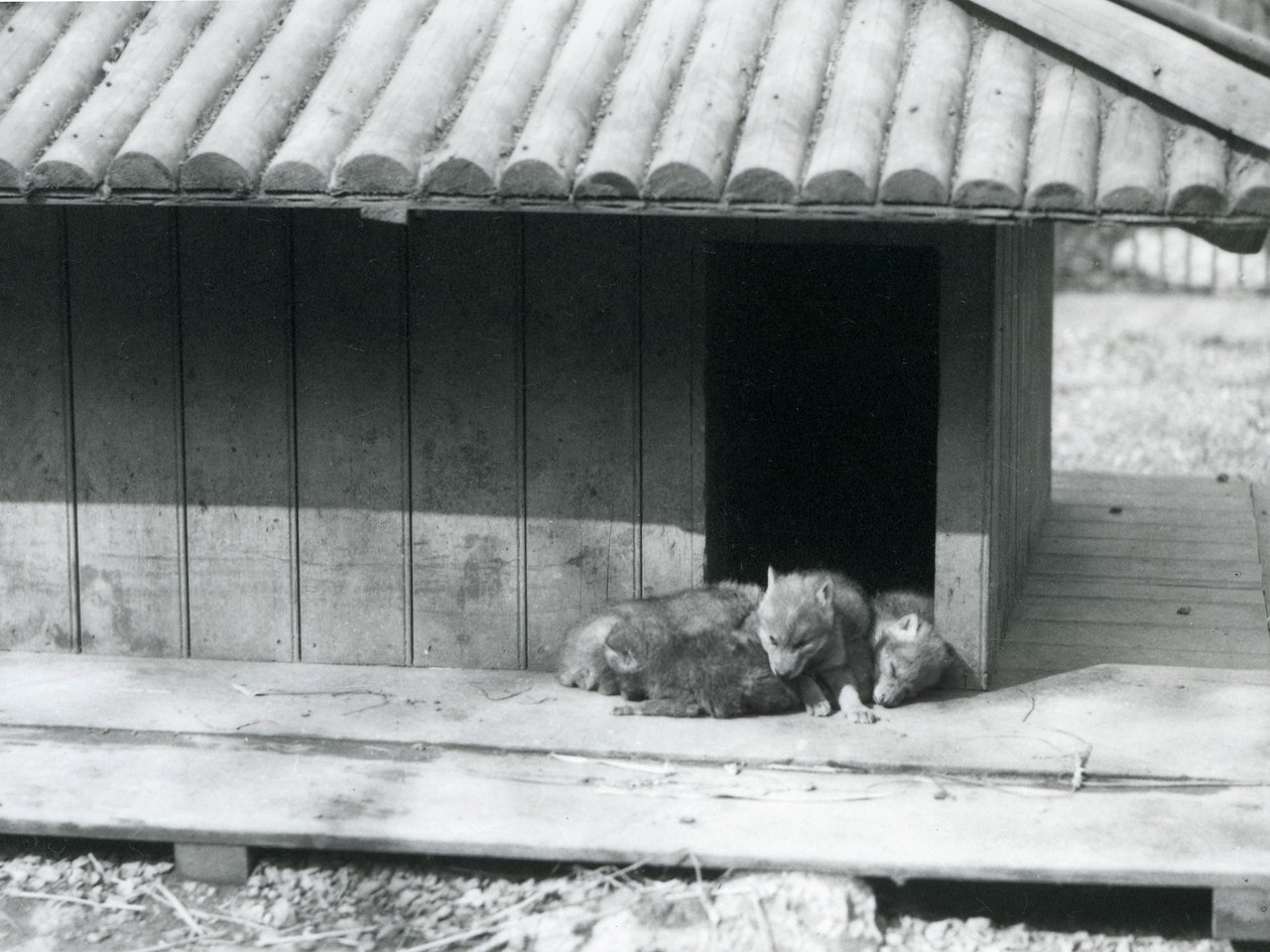Vier Kojotenwelpen ruhen am Eingang ihres Baus, London Zoo von Frederick William Bond