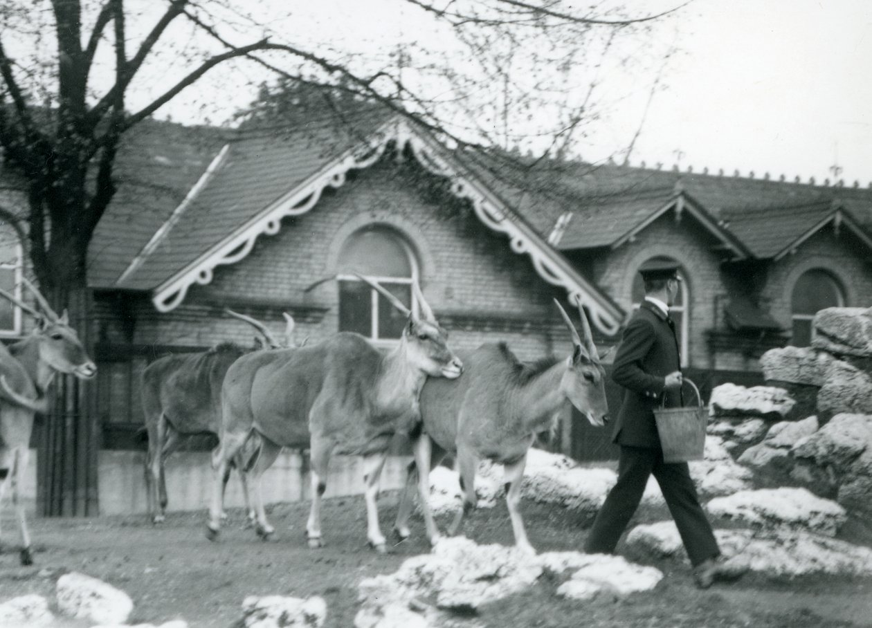Vier Elenantilopen folgen ihrem Pfleger zur Fütterungszeit im Gehege vor dem Antilopenhaus, Londoner Zoo, Juni 1925 von Frederick William Bond