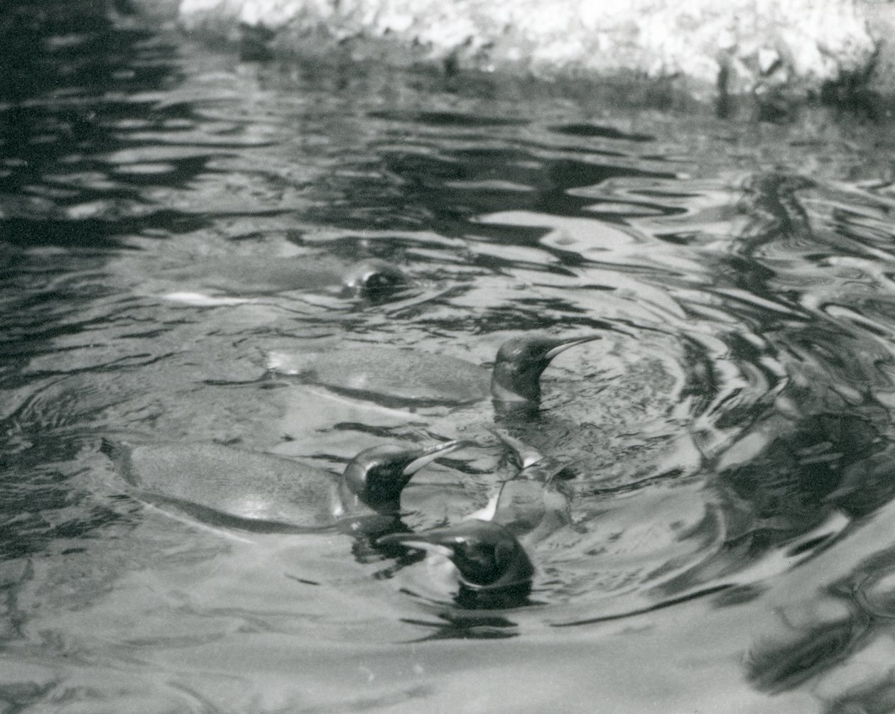 Vier Königspinguine im Londoner Zoo, Juni 1927 von Frederick William Bond