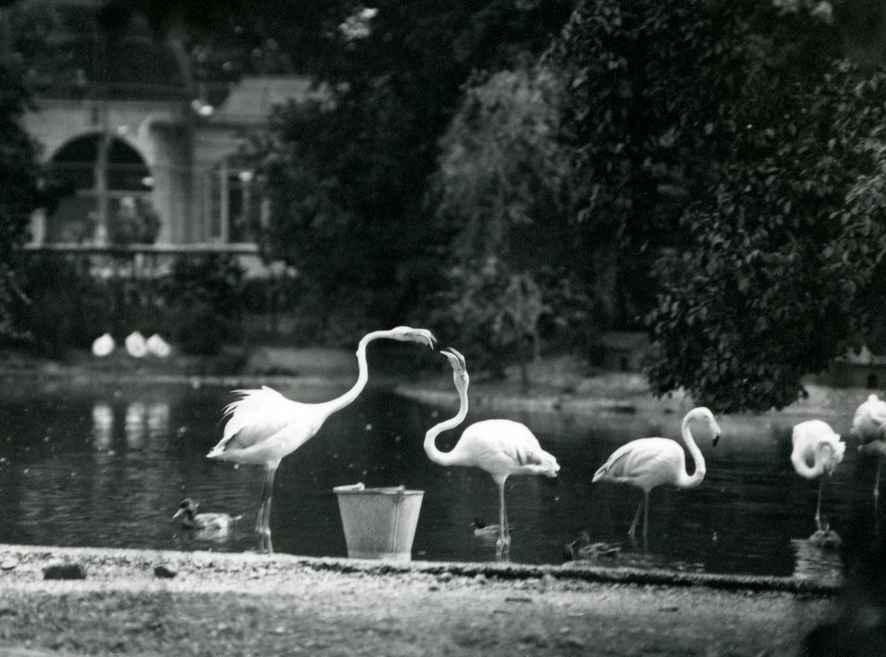 Große Flamingos auf ihrem See im Londoner Zoo 1924 von Frederick William Bond