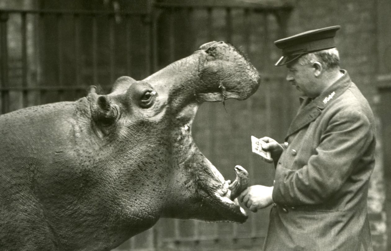 Nilpferd Bobbie mit Wärter Ernie Bowman, Londoner Zoo, 1927 von Frederick William Bond