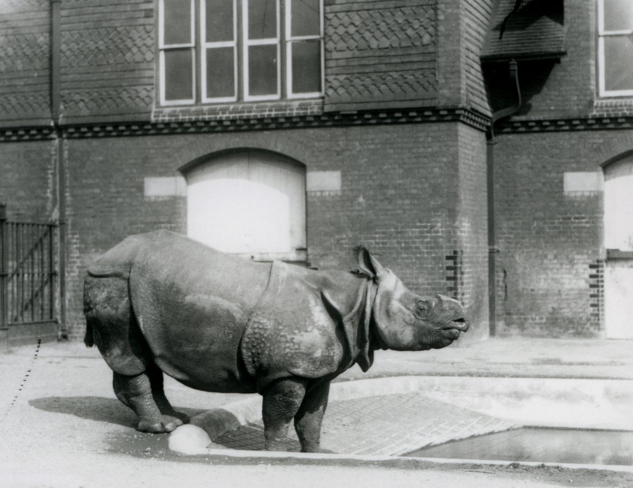 Indisches Nashorn Felix steht am Rand seines Pools im Londoner Zoo im Jahr 1927 von Frederick William Bond